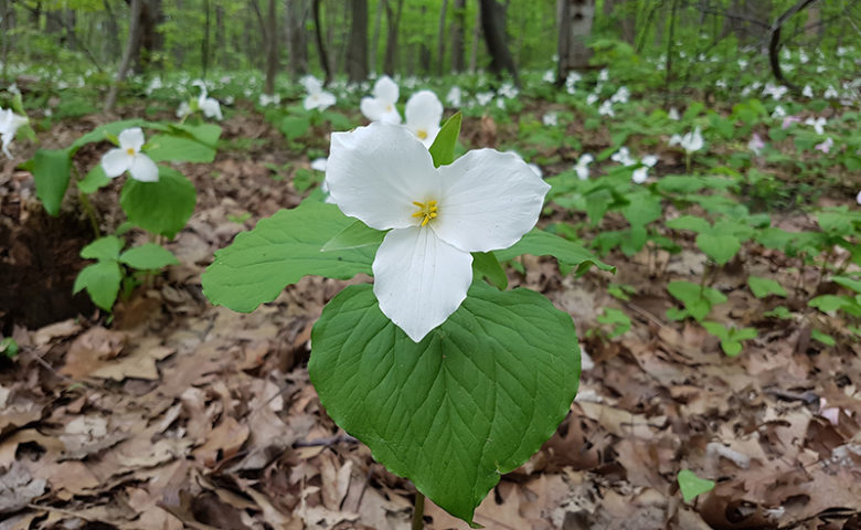 Un Trillium dans la forêt